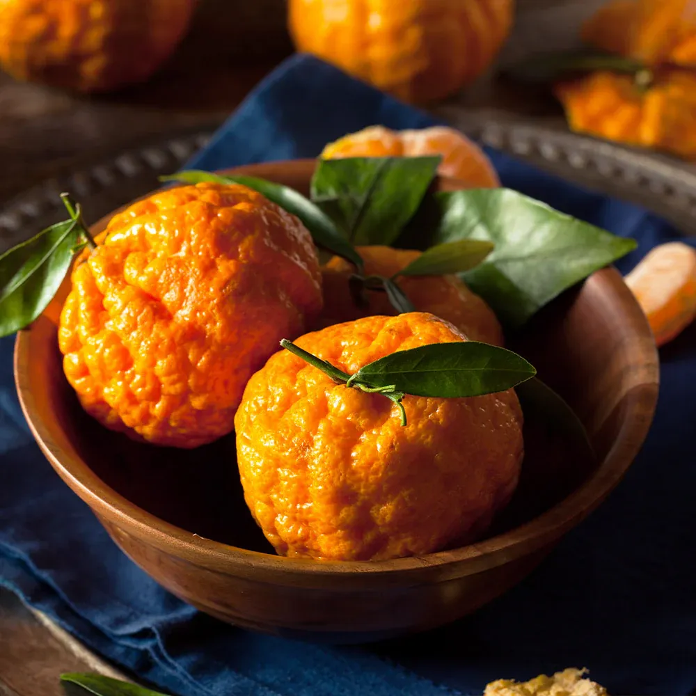 Gold Nugget Mandarin Tree - Evergreen Dwarf Citrus Fruit Plant