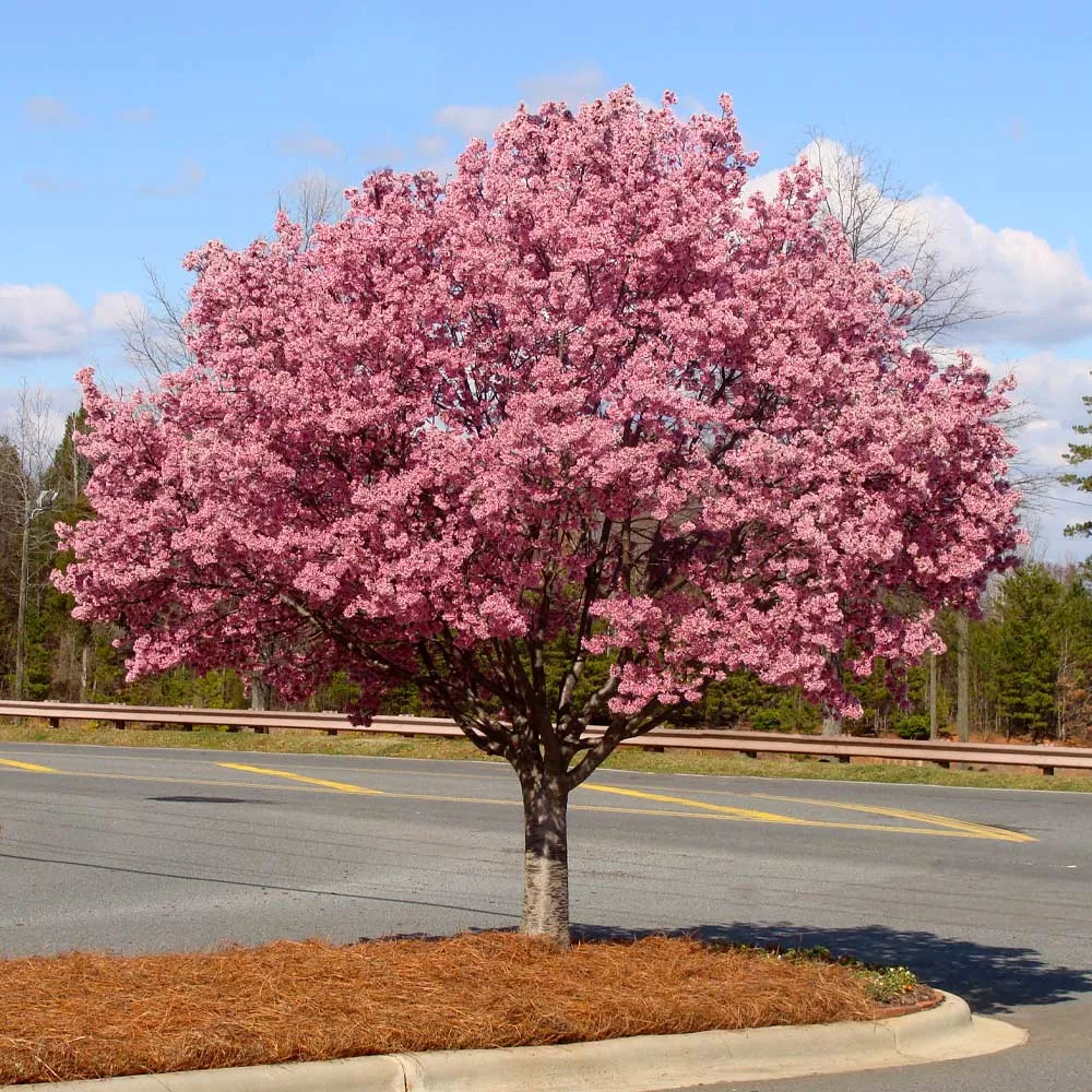 Okame Cherry Tree (Prunus incamp 'Okame') - Early Spring Flowering Ornamental Tree 1