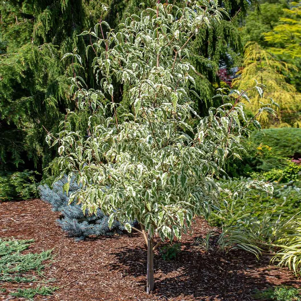 Artificial Dogwood Tree for Indoor Home and Office Decoration 2