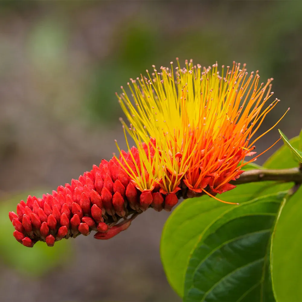Monkey's Brush Plant - Unique Indoor Ornamental Botanical Specimen