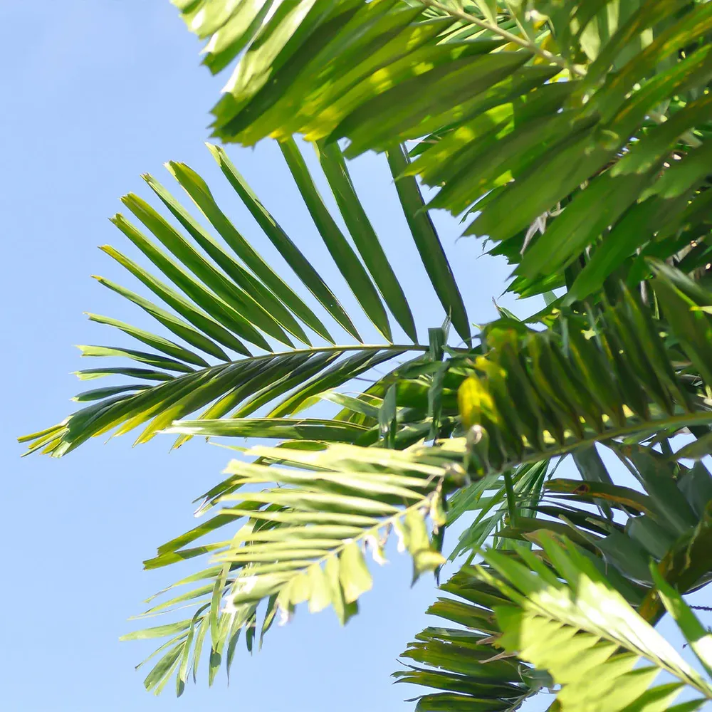 Artificial Foxtail Palm Tree - Realistic Indoor Decorative Plant 1