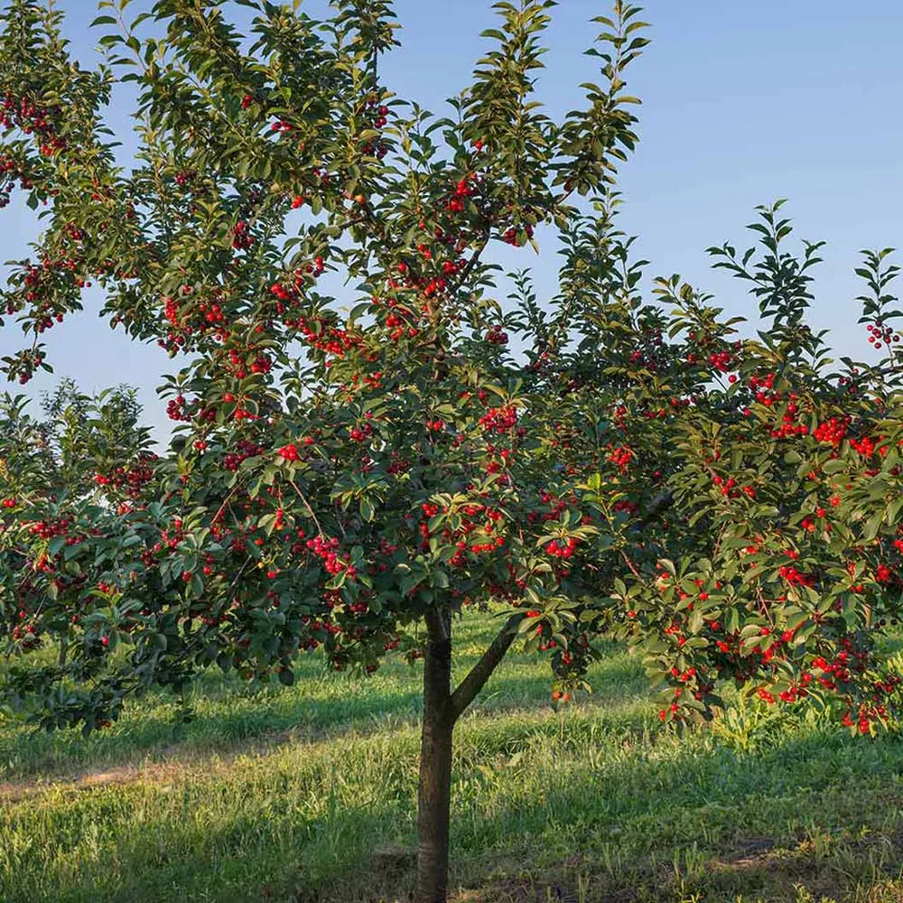 Artificial Stella Cherry Tree - Realistic Decorative Blossom Tree for Indoor Spaces 1