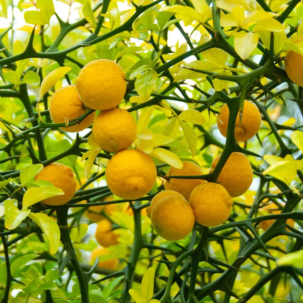 Flying Dragon Hardy Orange Tree (Poncirus trifoliata) - Contorted Ornamental Citrus