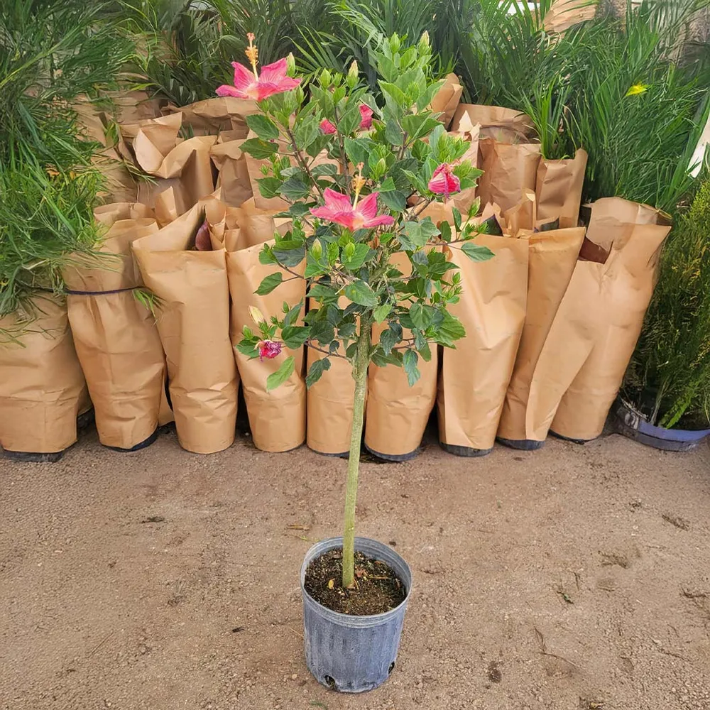 Painted Lady Tropical Hibiscus Tree - Vibrant Flowering Ornamental Shrub