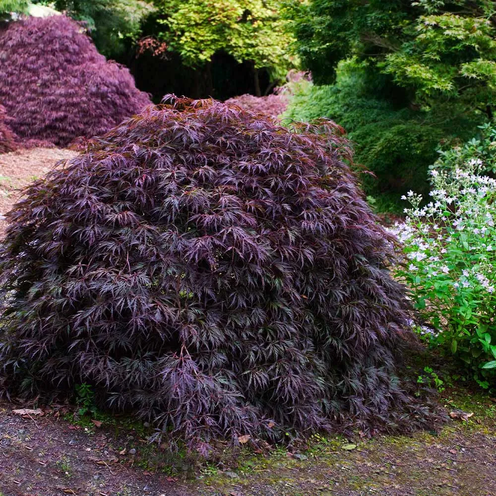 Tamukeyama Japanese Maple Tree - Weeping Laceleaf Ornamental Shrub 2