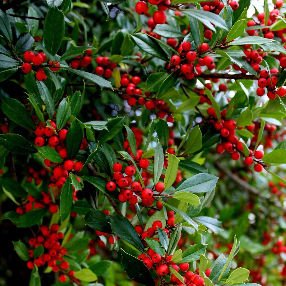Winter Red Winterberry Holly Shrub - Deciduous Ornamental Plant 1