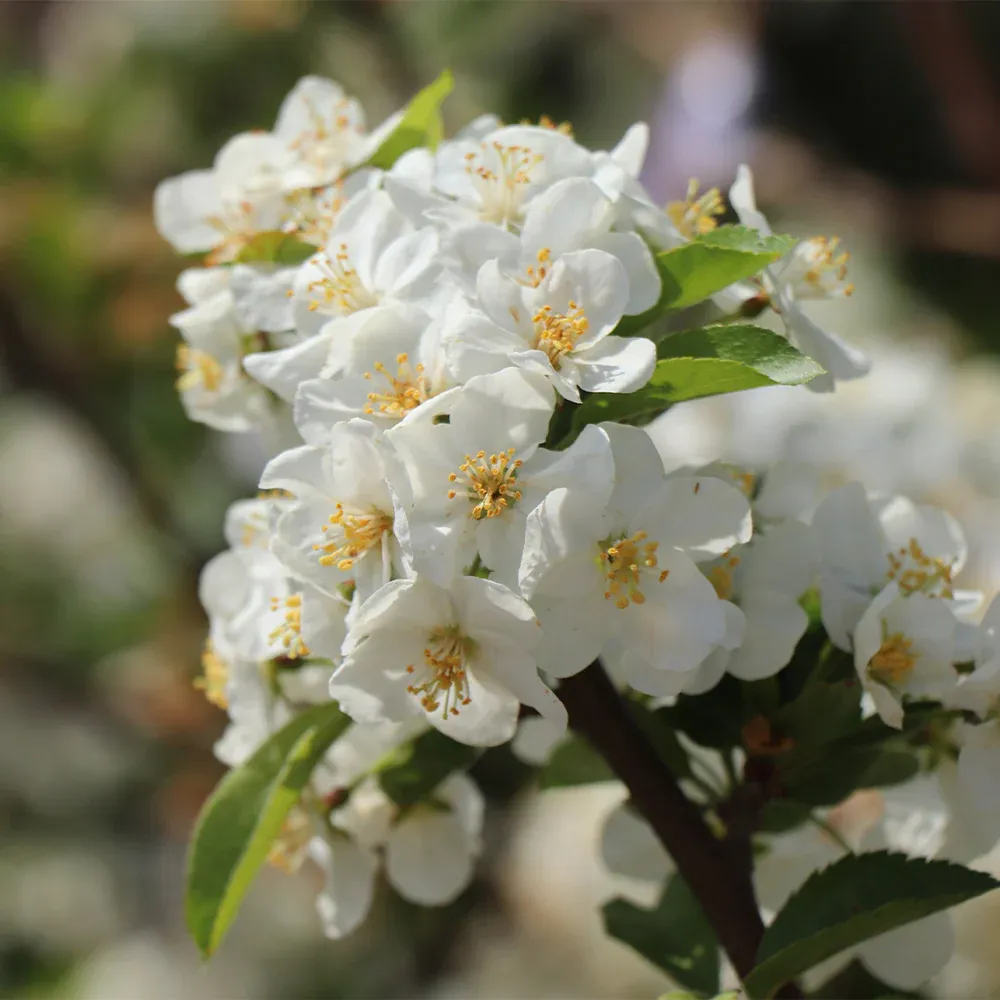 Sargent Crabapple Tree (Malus sargentii) - Ornamental Deciduous Flowering Tree 2