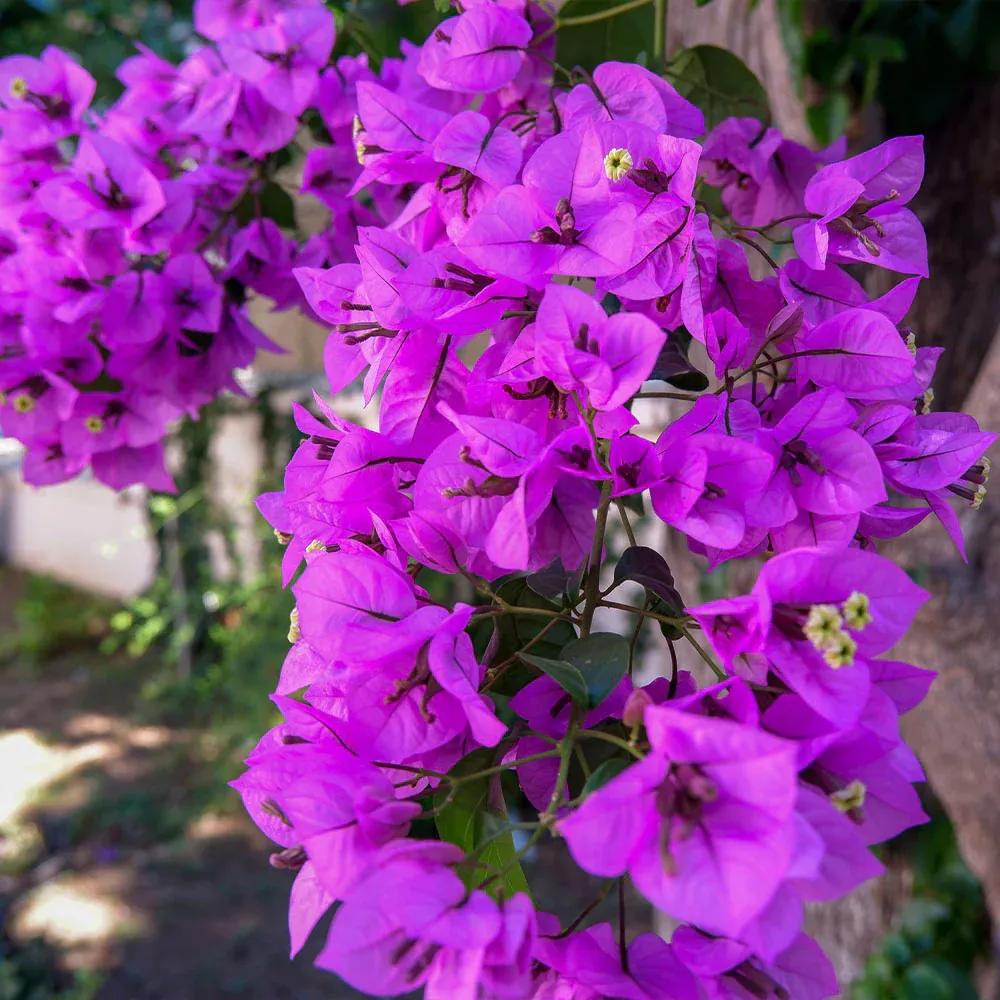 Majestic Purple Bougainvillea Flowering Outdoor Shrub 1