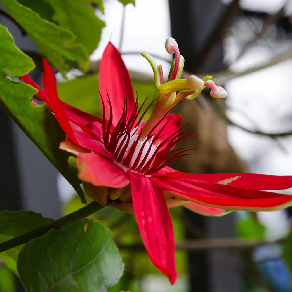 Red Passion Flower (Passiflora Coccinea) Exotic Climbing Vine