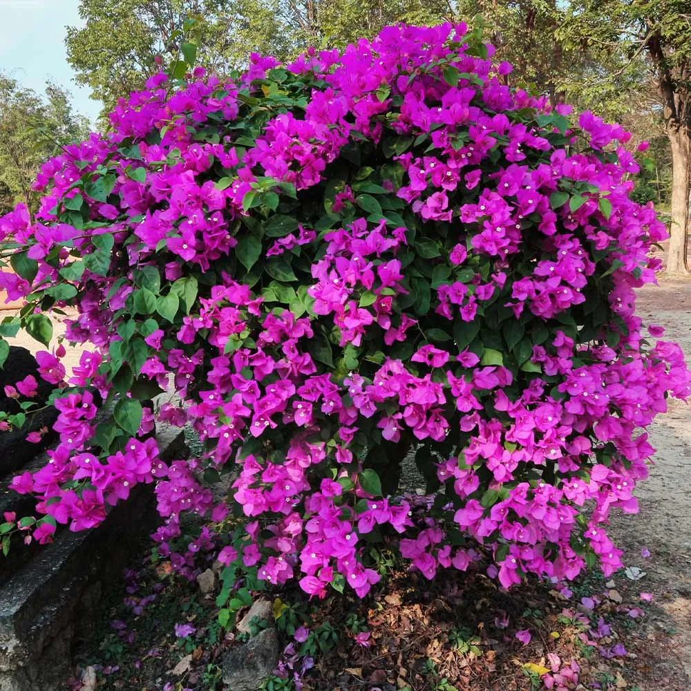 New River Purple Bougainvillea Shrub - Vibrant Ornamental Flowering Plant