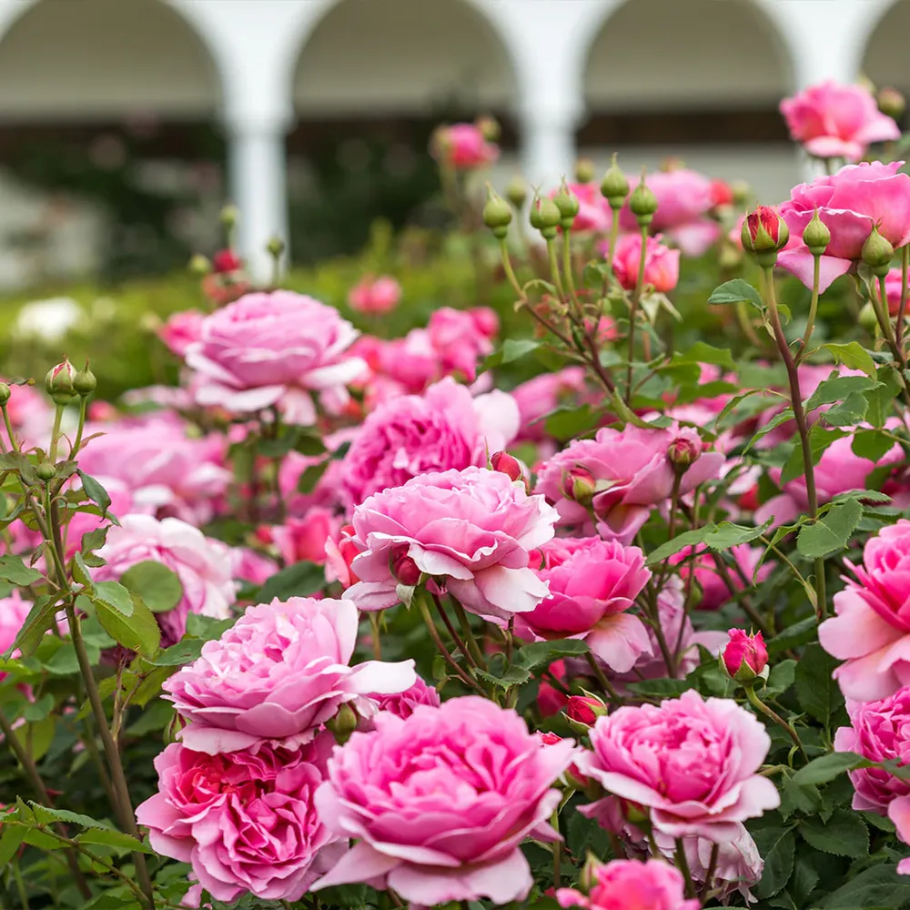 David Austin® Princess Alexandra of Kent™ Rose Bush - Large Pink Fragrant Shrub