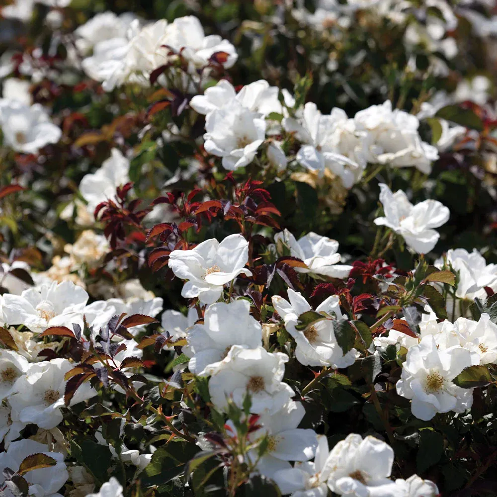 White Knock Out Rose - Disease Resistant Flowering Shrub 1