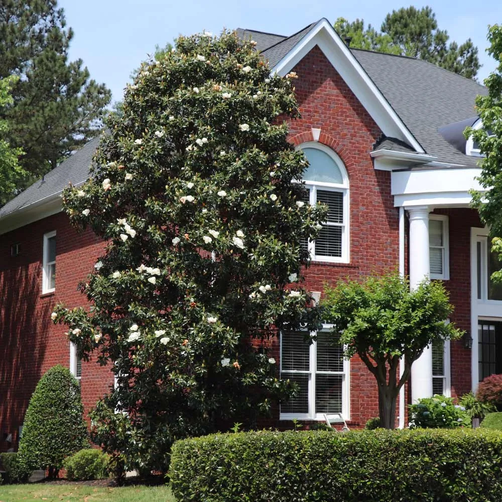 Southern Magnolia Grandiflora Evergreen Flowering Tree