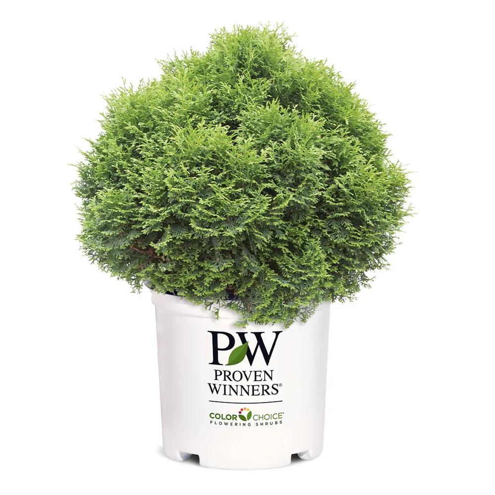 Proven Winners® Tater Tot® Arborvitae - Compact Globe Evergreen Shrub 3