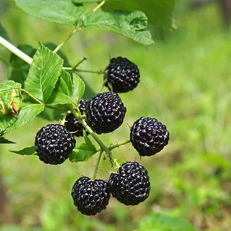 USDA Organic Thornless Blackberry Bush for Home Gardening 1