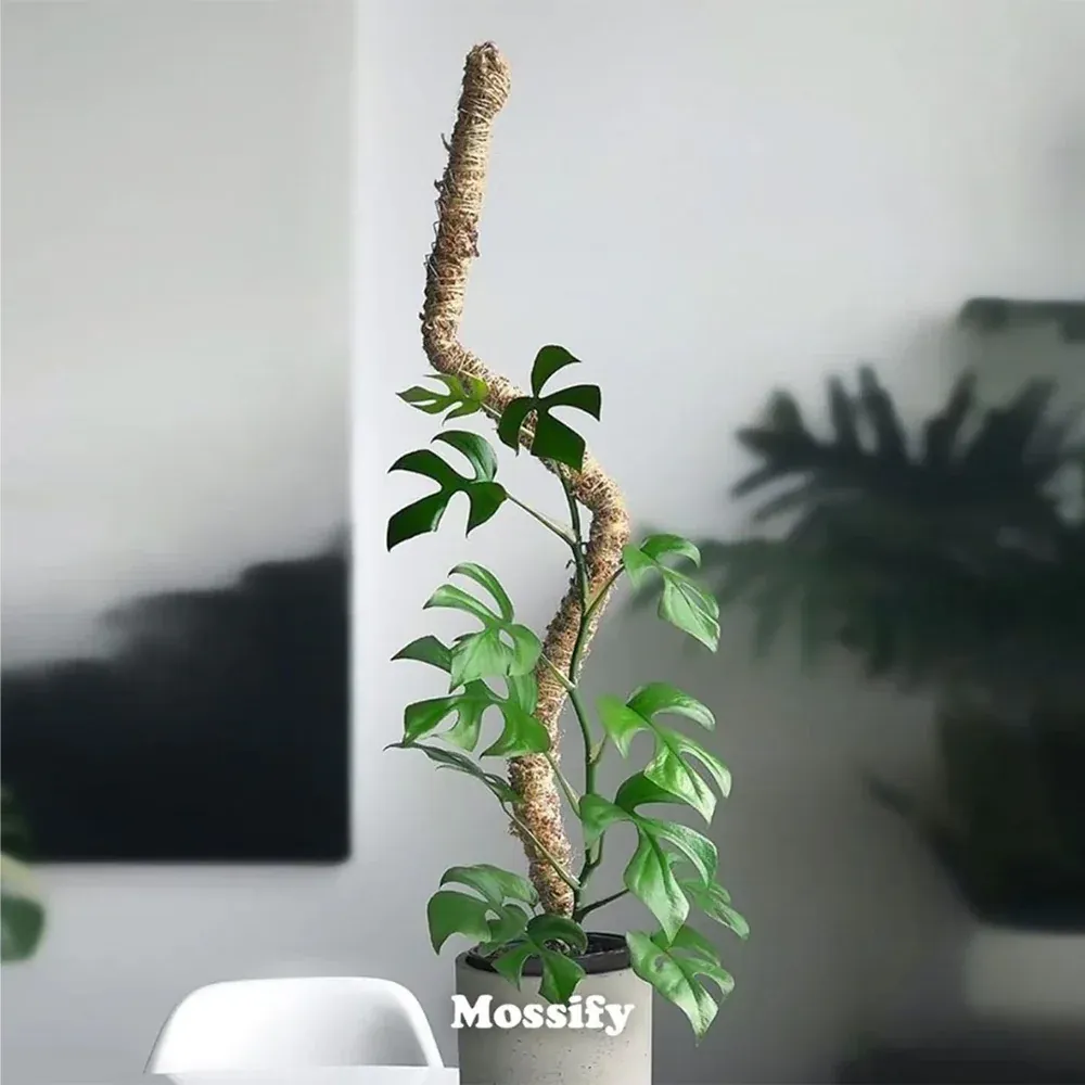 Bendable Moss Pole for Climbing Plants - Flexible Indoor Plant Support Stake 1