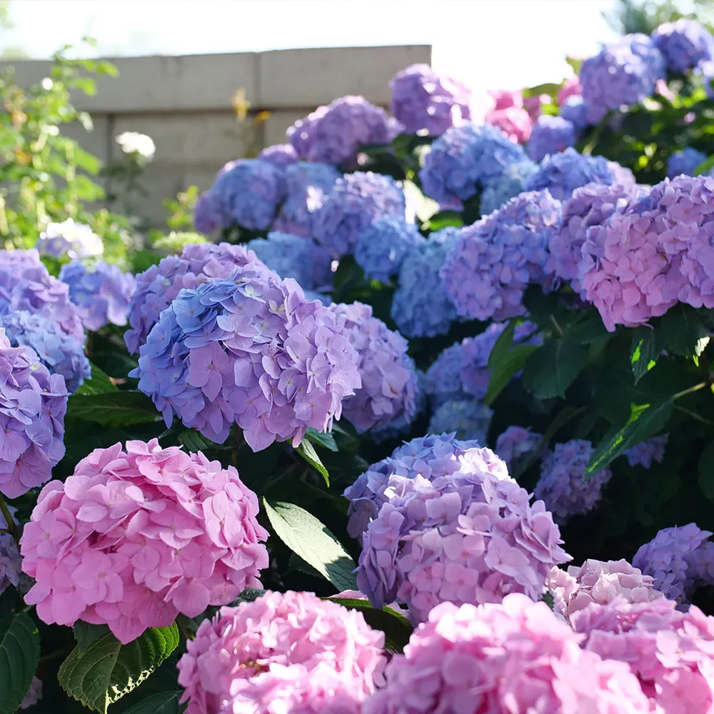Proven Winners® Let's Dance Sky View® Reblooming Hydrangea Macrophylla 3