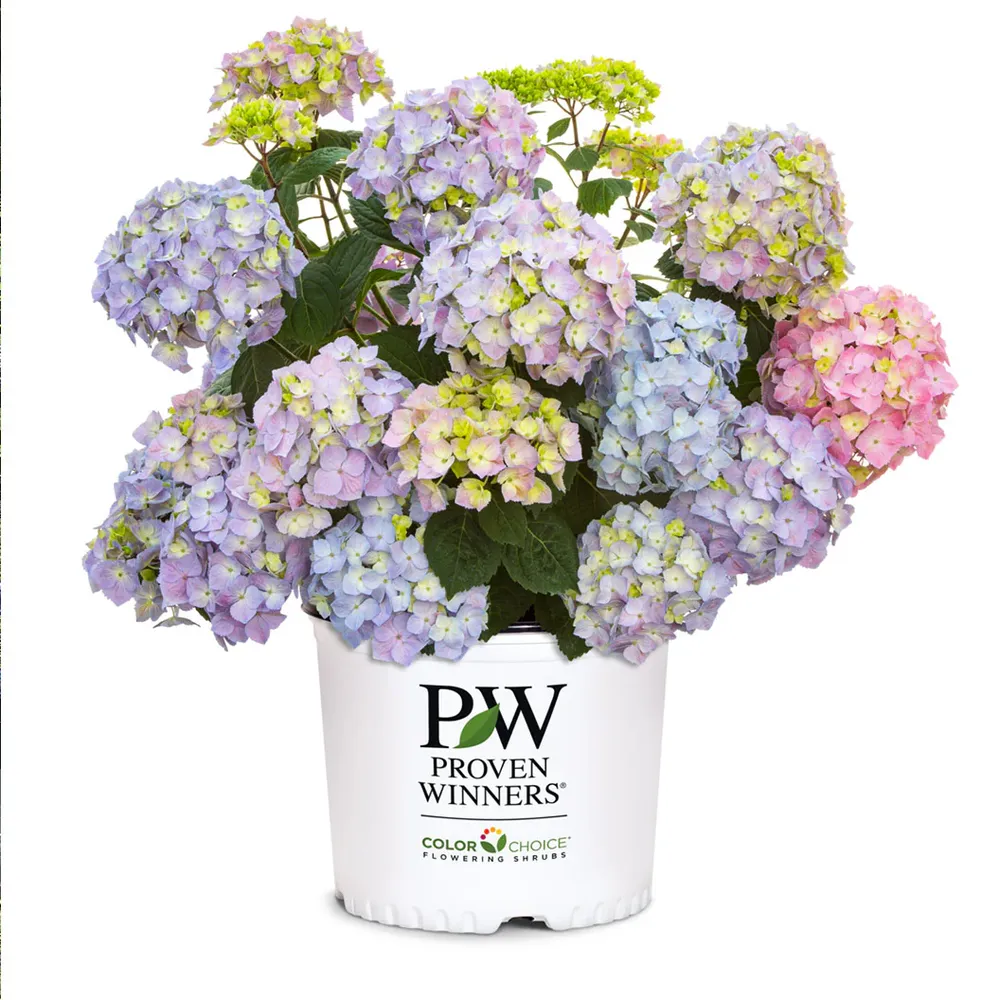 Proven Winners® Let's Dance Sky View® Reblooming Hydrangea Macrophylla 4