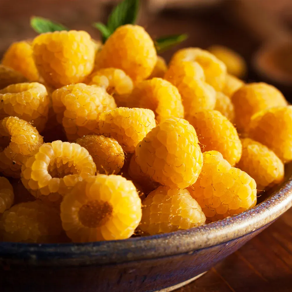 Golden Raspberry Plant - USDA Organic Heirloom Berry Bush 1