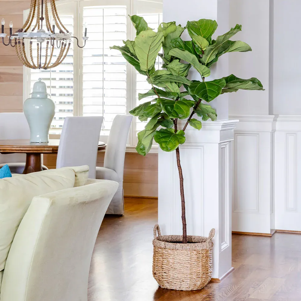 Lifelike Artificial Fiddle-Leaf Fig Tree for Indoor Home and Office Decoration 1