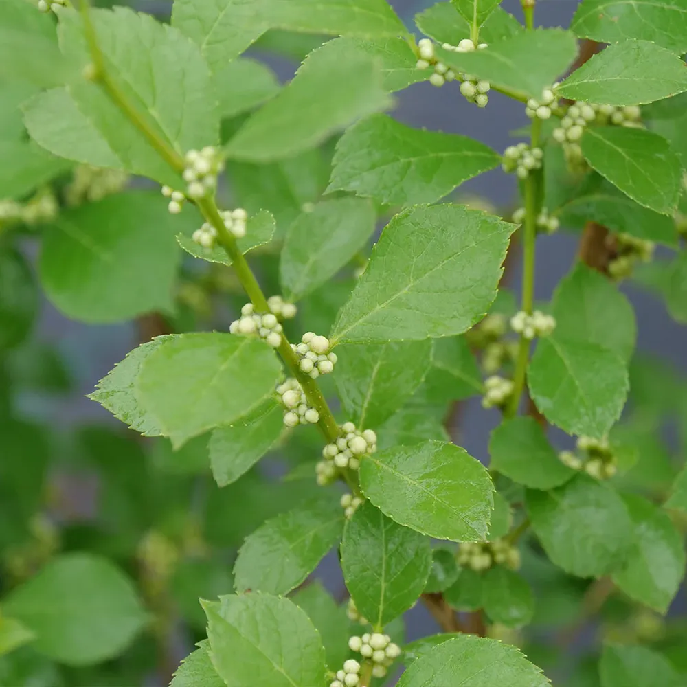 Proven Winners® Mr. Poppins® Winterberry Holly (Ilex verticillata) 2
