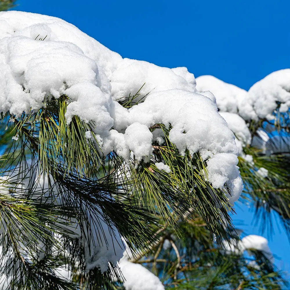 Eastern White Pine Tree (Pinus strobus) Native Evergreen Conifer 4