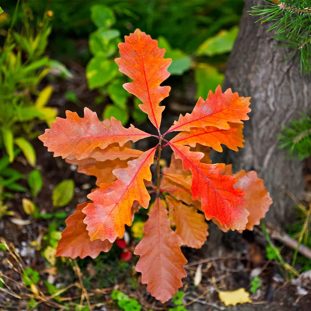 Bur Oak Tree (Quercus macrocarpa) Native Deciduous Shade Tree 2