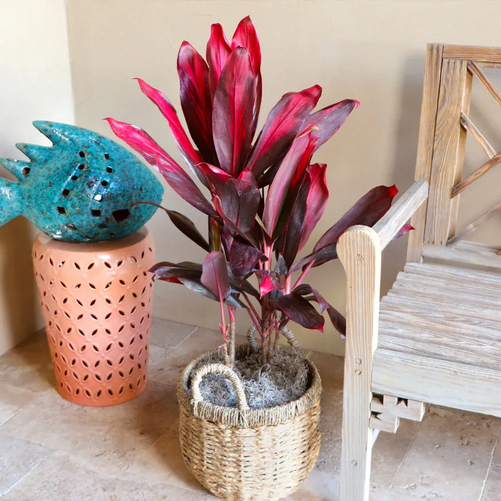 Hawaiian Ti Plant (Cordyline Fruticosa) Vibrant Tropical Indoor Houseplant 3