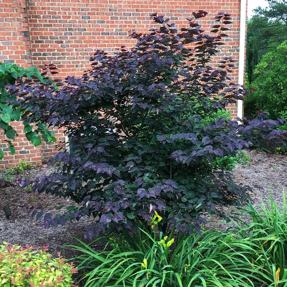 Amethyst Redbud Tree (Cercis canadensis) - Ornamental Deciduous Flowering Tree 4