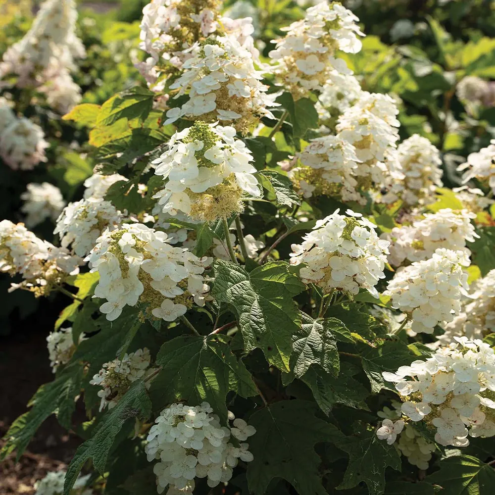 Autumn Reprise Oakleaf Hydrangea Shrub - Seasonal Ornamental Flowering Plant