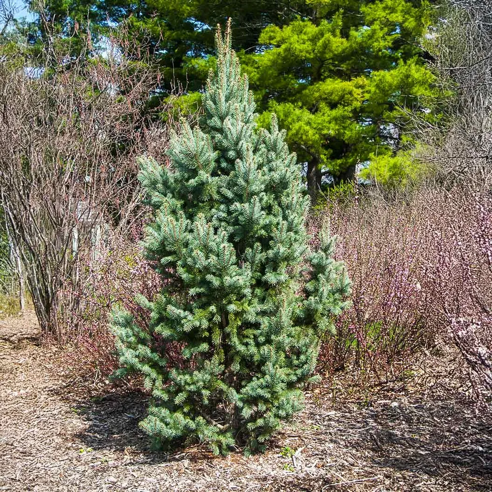 Blue Totem Spruce Tree - Realistic Artificial Holiday Spruce 1