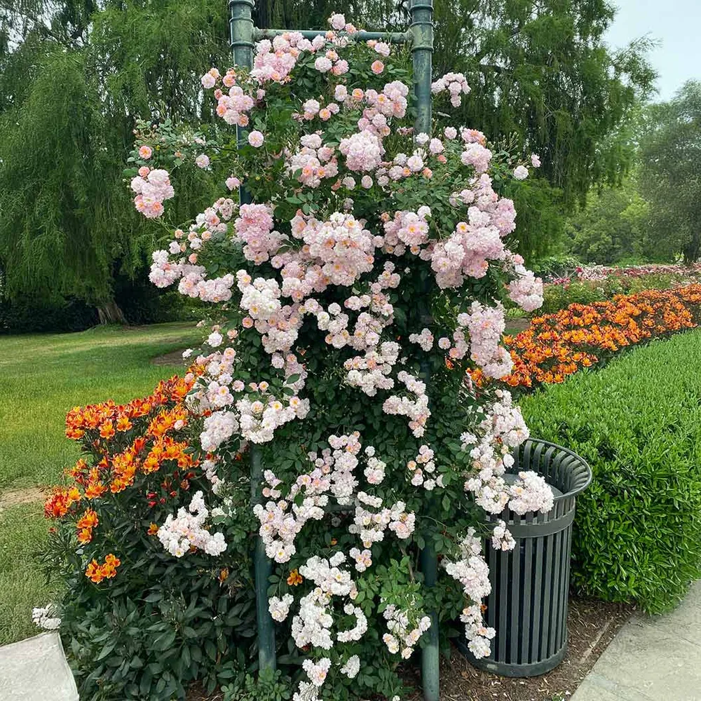 Perfume Breeze™ Climbing Rose - Fragrant Flowering Vine for Garden Trellises