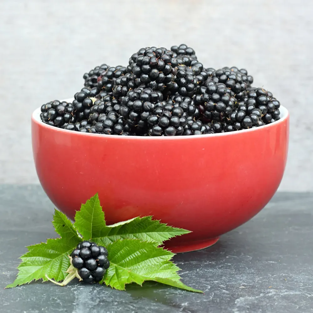 Sweetie Pie Thornless Blackberry Bush - Productive Fruit-Bearing Plant 2