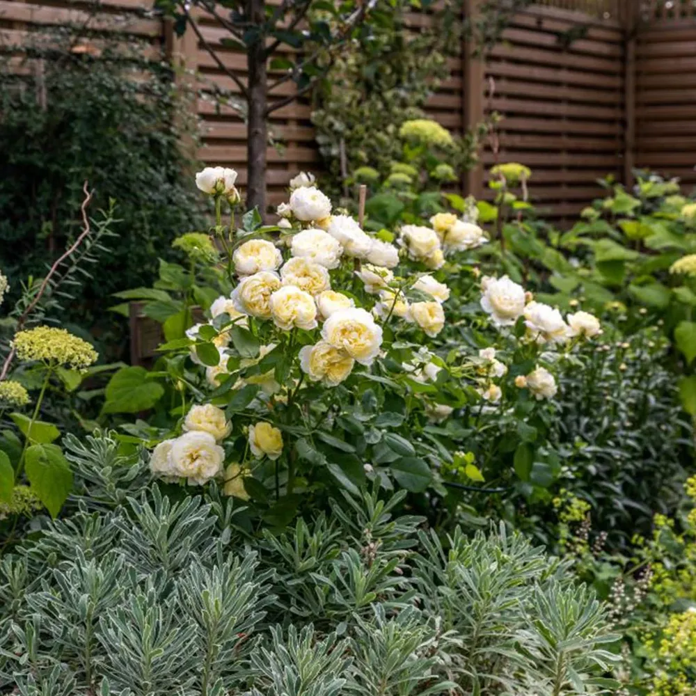 David Austin® Vanessa Bell® Rose Shrub - Pale Yellow English Shrub Rose 4