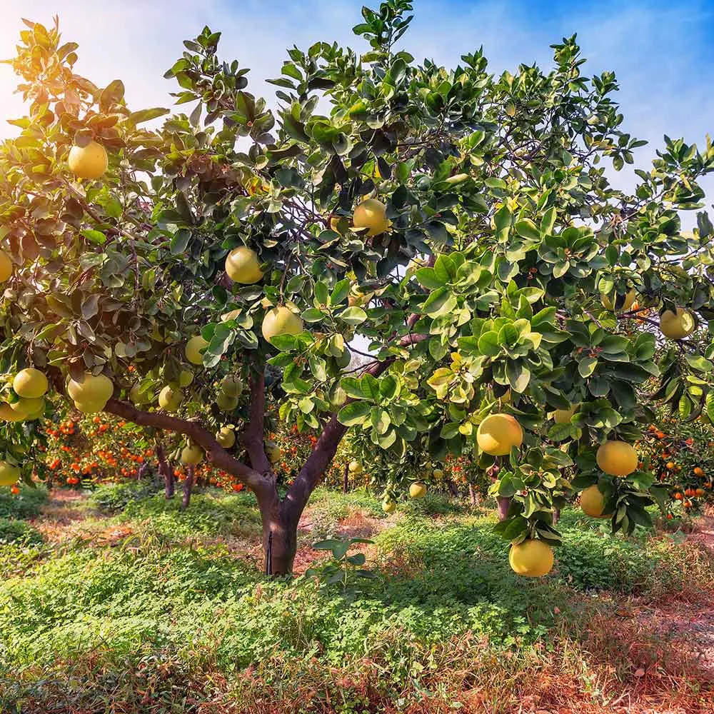 Hirado Pummelo Tree - Live Citrus Grandis Fruit Tree 1