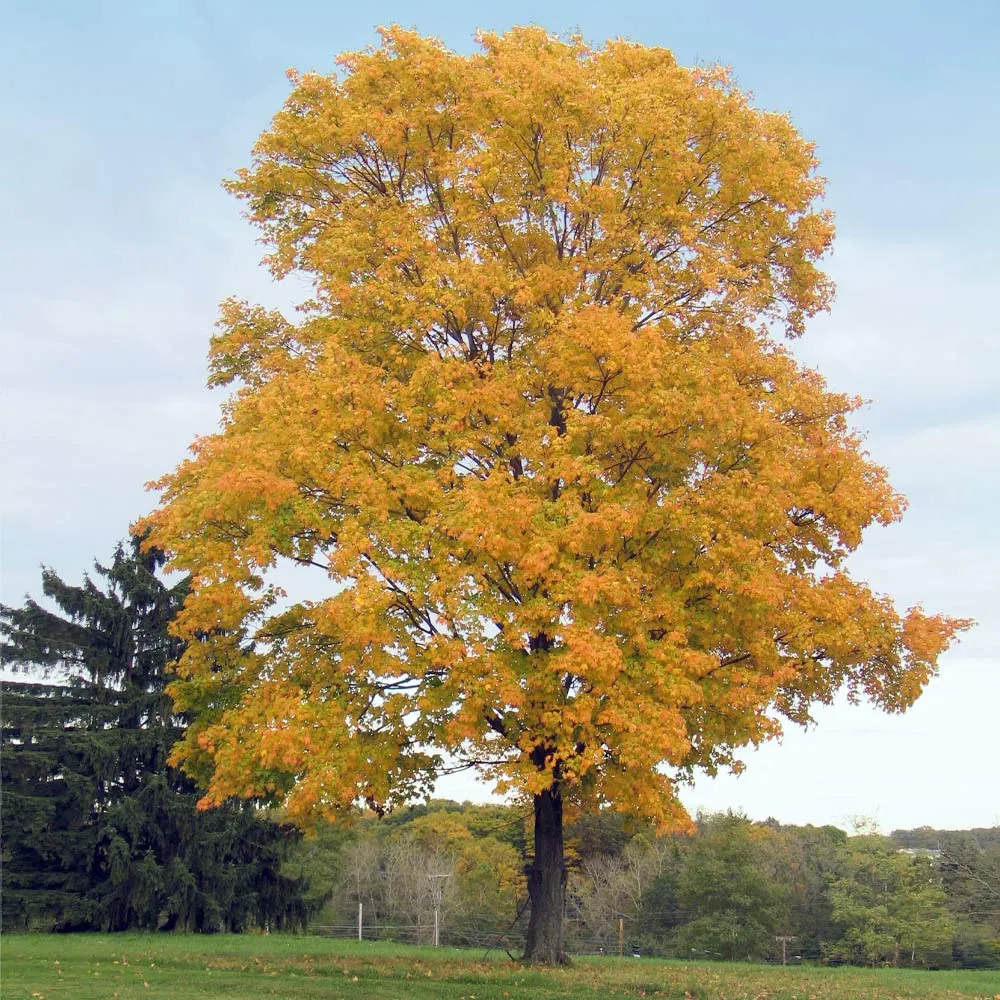 Silver Maple Tree - Realistic Artificial Decorative Tree for Indoor Spaces