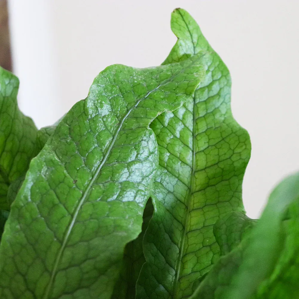 Crocodile Fern (Microsorum musifolium) Tropical Indoor Houseplant 1