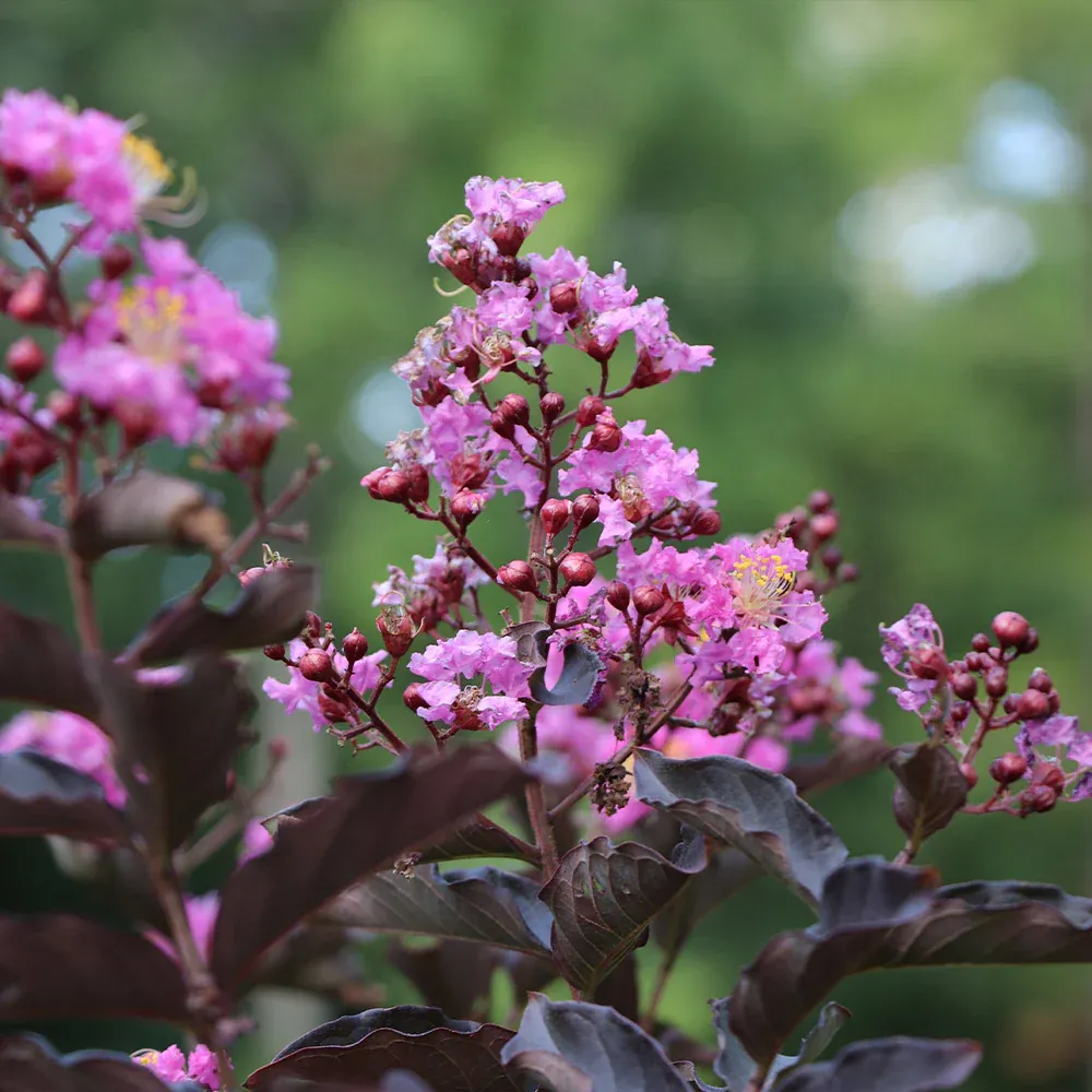 Lavender Blast Crape Myrtle Tree - Vibrant Purple Flowering Deciduous Shrub