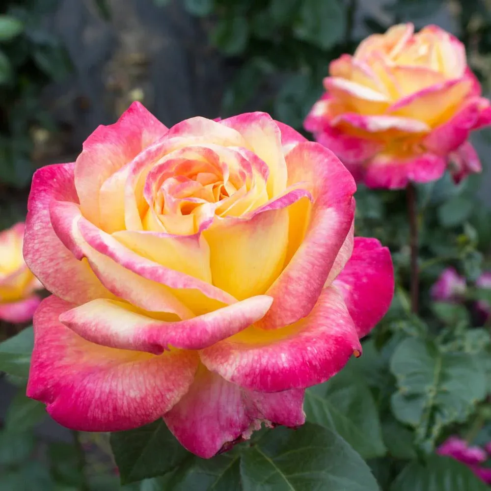 Peace Rose Decorative Artificial Flower - Realistic Fabric Floral Ornament