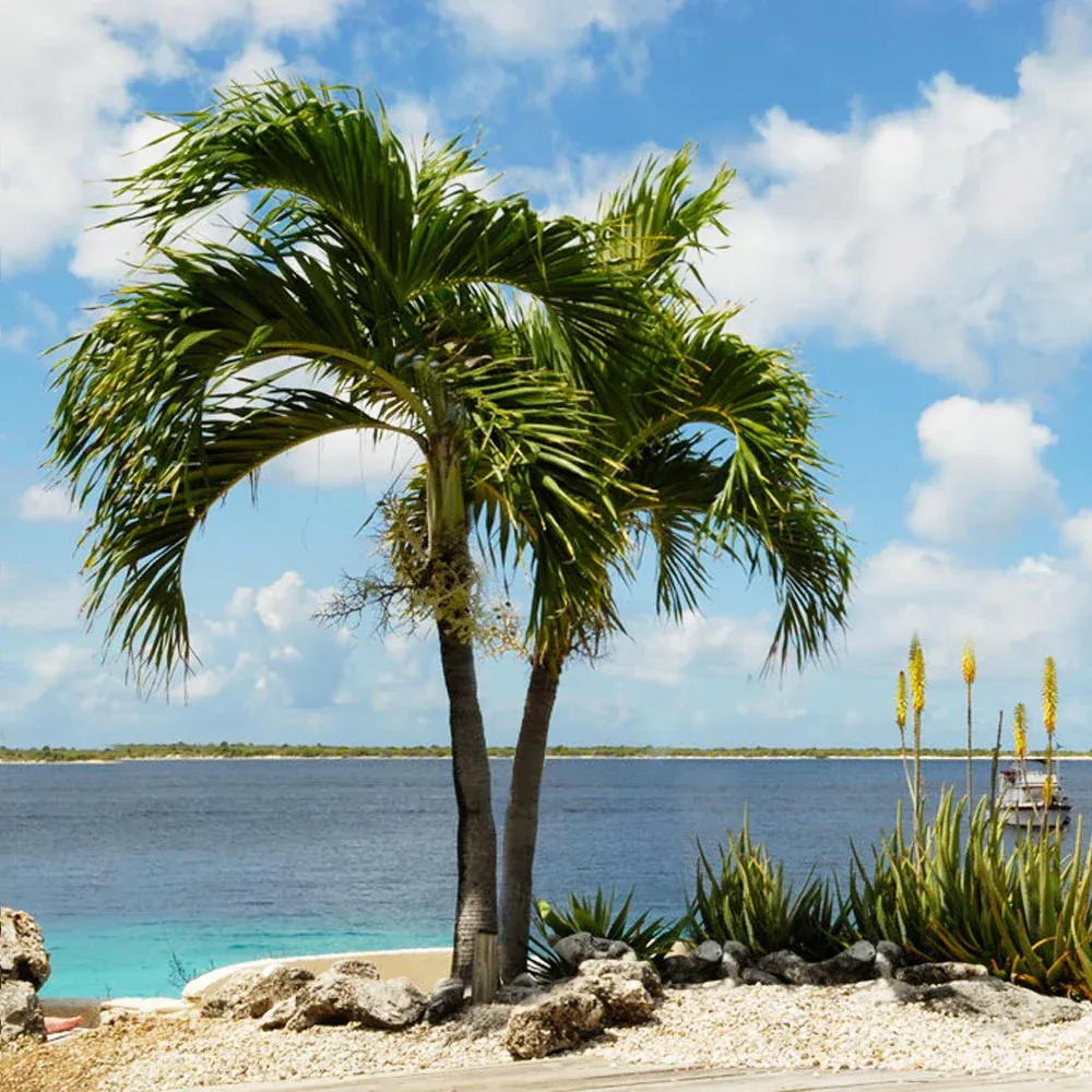 Artificial Christmas Palm Tree - Tropical Adonidia Palm for Home and Garden Decor 1