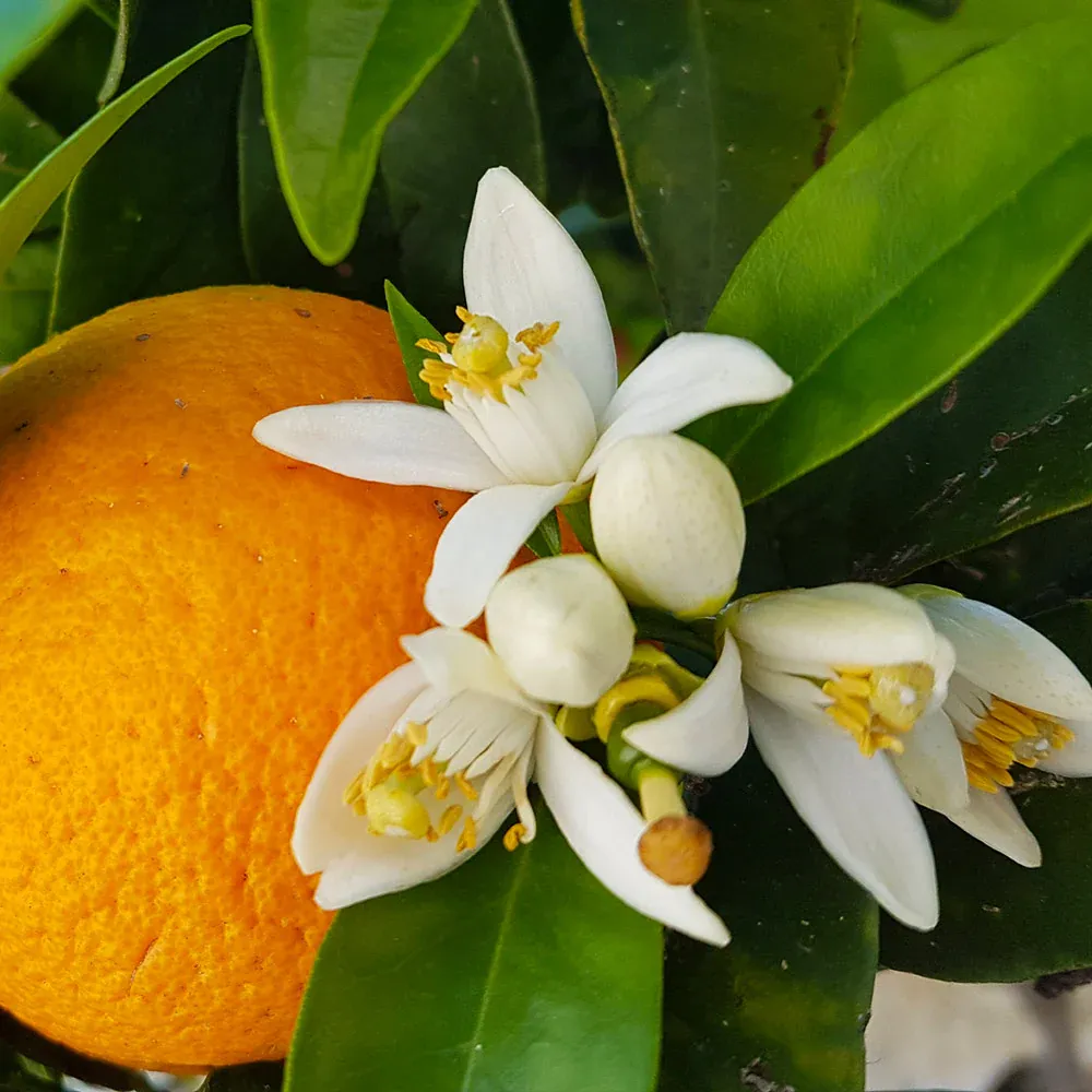 Midknight Valencia Orange Tree - Seedless Citrus Fruit Plant 1