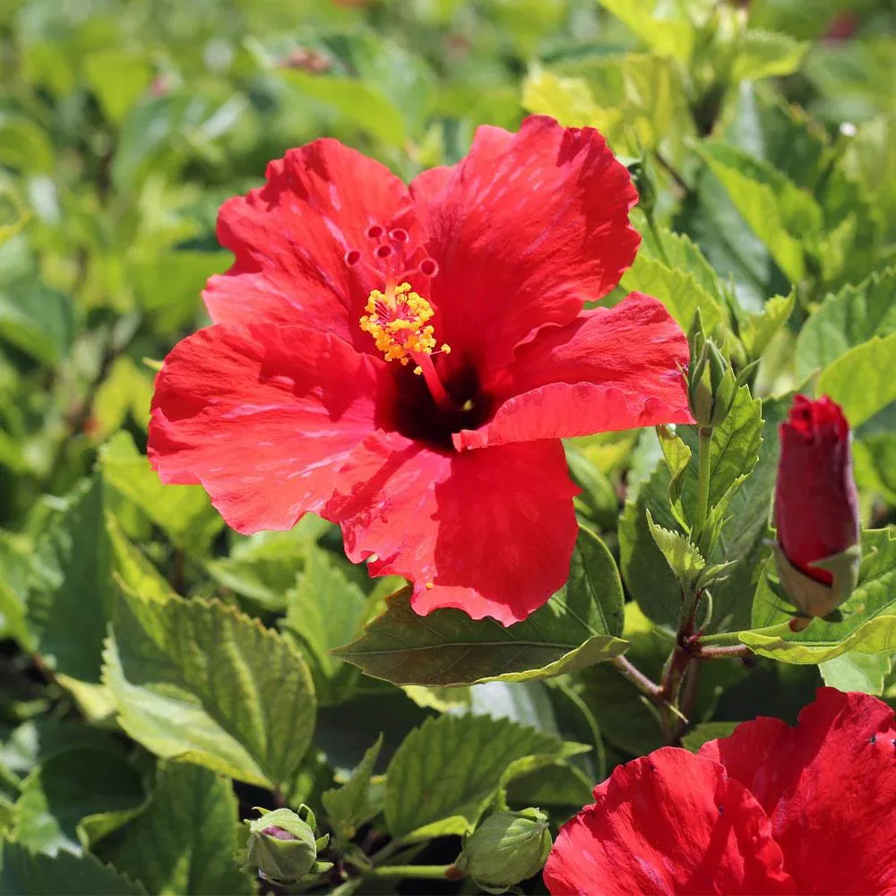 Red Tropical Hibiscus Tree - Artificial Potted Plant for Home and Office Decor 3