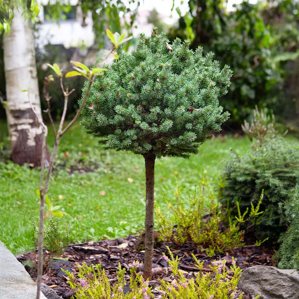 Dwarf Globe Blue Spruce Tree (Picea pungens 'Globosa')