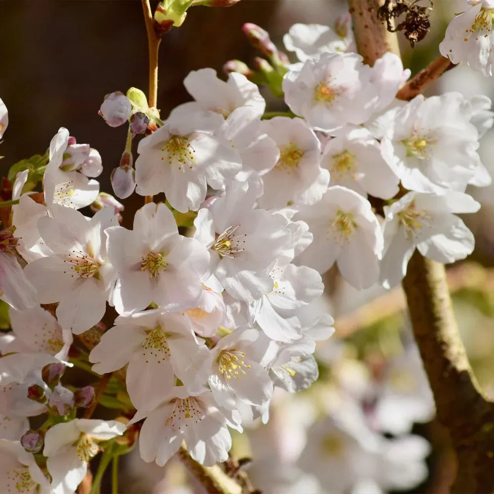 Sweetheart Cherry Tree - Self-Fertile Fruit Bearing Sapling 2
