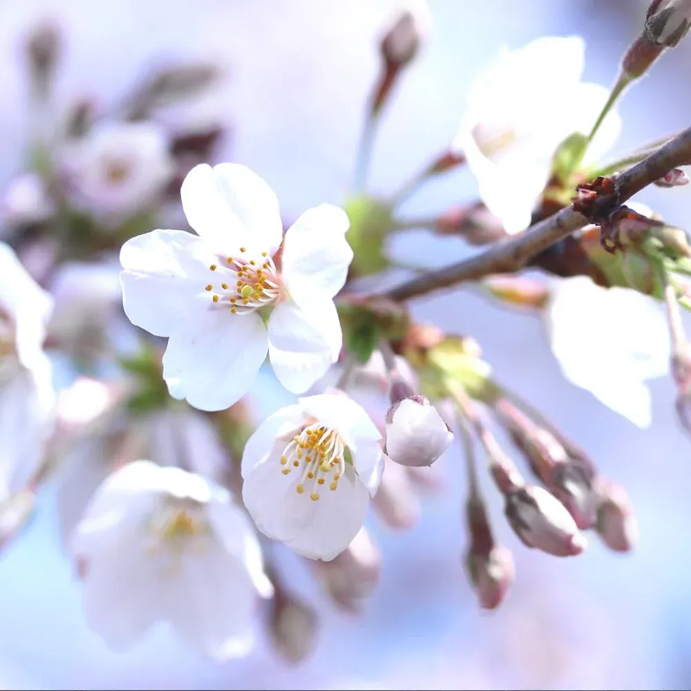 Bing Cherry Tree - Sweet Fruit-Bearing Deciduous Tree 3