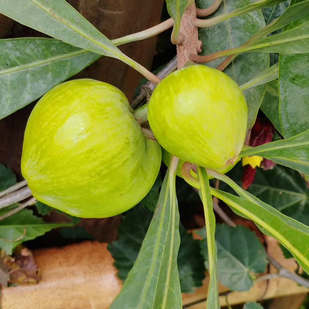 Canistel Eggfruit Tree (Pouteria campechiana) Live Tropical Fruit Plant 1
