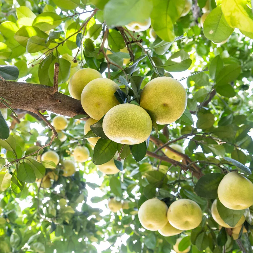 Hirado Pummelo Tree (Citrus maxima) - Live Fruit Tree for Home Gardens