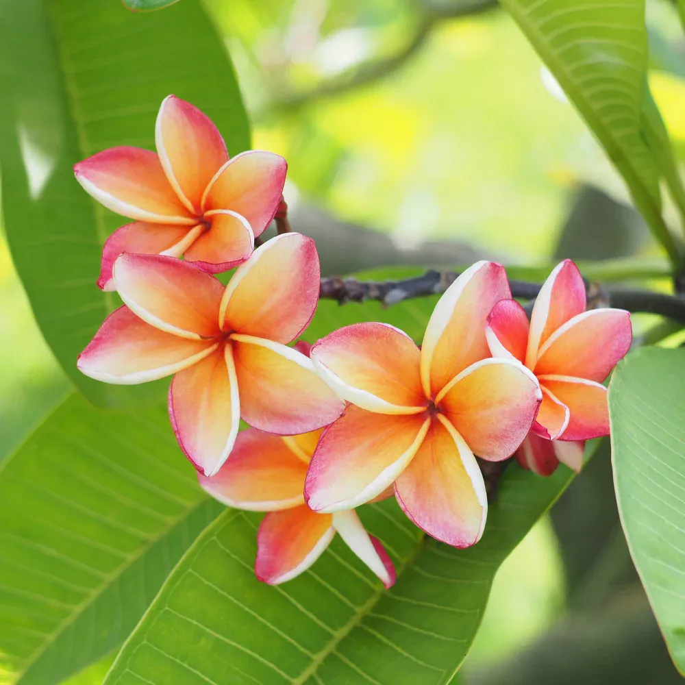Plumeria Decorative Floral Accent Piece