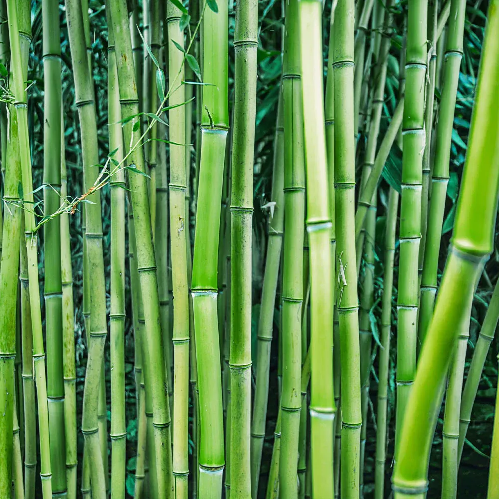 Multiplex Bamboo Panel - Sustainable Engineered Bamboo Board 1