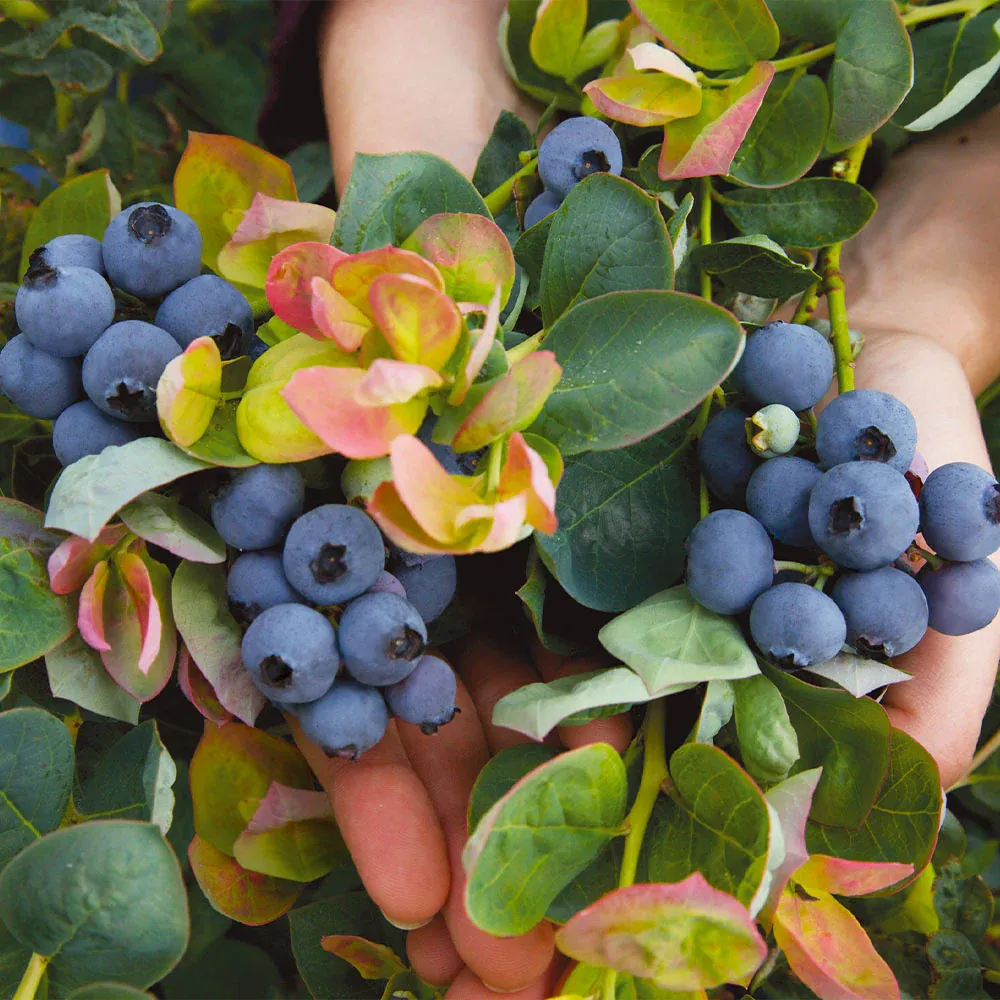 Bushel and Berry® Peach Sorbet™ Blueberry Bush - Compact Ornamental Shrub 1
